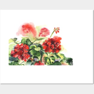 Plant geranium, flowers and leaves, watercolor Posters and Art